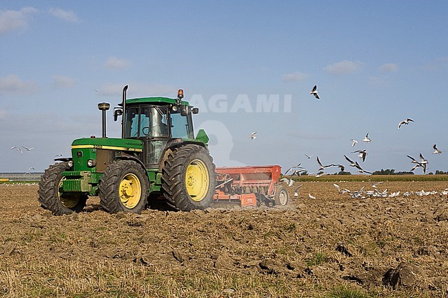 Zilvermeeuwen foeragerend op landbouwgrond; Herring Gulls foraging on farmland stock-image by Agami/Marc Guyt,