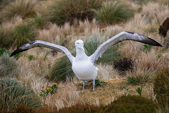 Southern Royal Albatross (Diomedea epomophora) standing with wings outstretched at the edge of the breeding colony on upper Campbell island. stock-image by Agami/Marc Guyt,