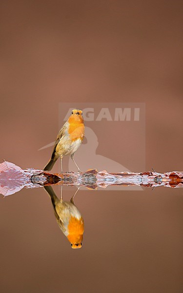 Adult European Robin (Erithacus rubecula) standing alert on the edge of a forest pool with perfect reflection. stock-image by Agami/Danny Green,