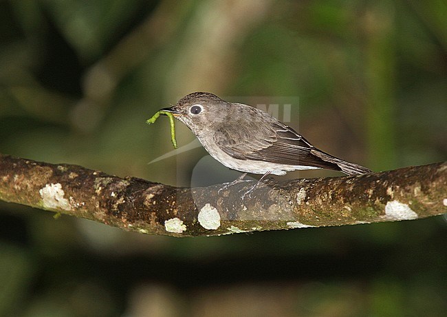 Asian Brown Flycatcher (Muscicapa dauurica) perched on a branch in an asian forest. Side view of bird with caught caterpillar in its bill. stock-image by Agami/Andy & Gill Swash ,