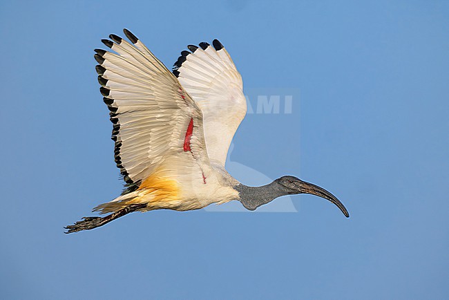 Introduced/ escaped Sacred Ibis, Threskiornis aethiopicus, in Italy. stock-image by Agami/Daniele Occhiato,