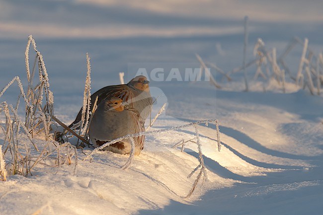 Grey Partridge (Perdix perdix) two birds resting on snow in Finland stock-image by Agami/Kari Eischer,
