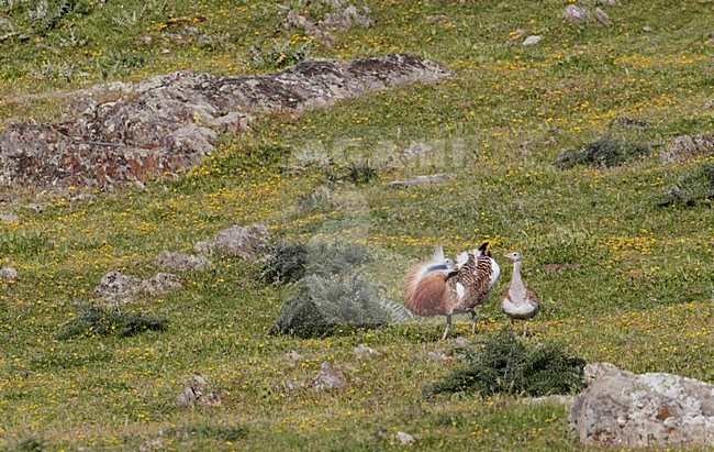 Baltsend mannetje Grote trap; Male Great Bustard displaying stock-image by Agami/Markus Varesvuo,