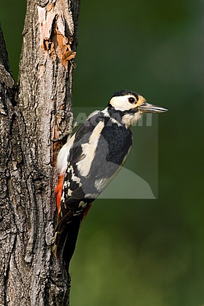 Grote Bonte Specht zittend op boomstam; Great Spotted Woodpecker perched on a treetrunck stock-image by Agami/Marc Guyt,