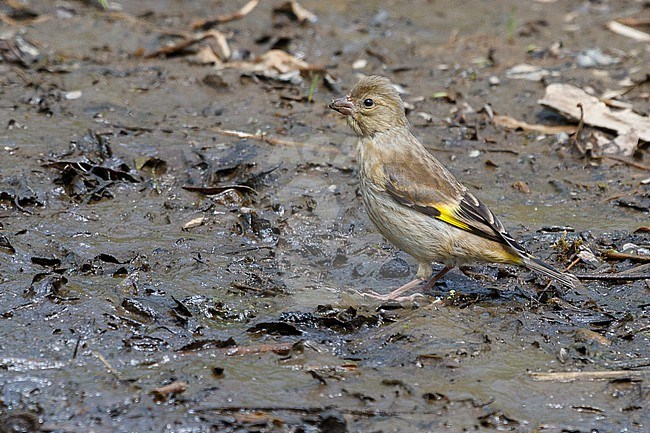 Juvenile Oriental Greenfinch in Japan, Chloris sinica, presumed Cs minor stock-image by Agami/Stuart Price,