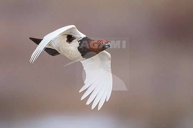 Adult male breeding
North Slope Borough, AK
June 2024 stock-image by Agami/Brian E Small,