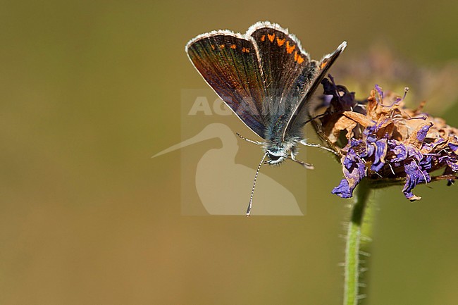 Vals bruin blauwtje / Mountain Argus (Aricia artaxerxes) stock-image by Agami/Wil Leurs,
