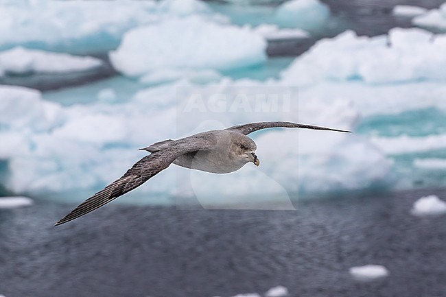 A Blue Fulmar above Greenland's pack ice stock-image by Agami/Onno Wildschut,