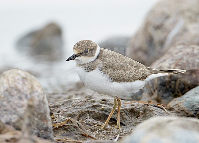 Little Ringed Plover juv. (Chardrius dubius) UtÃ¶ Finland July 2011 stock-image by Agami/Markus Varesvuo,
