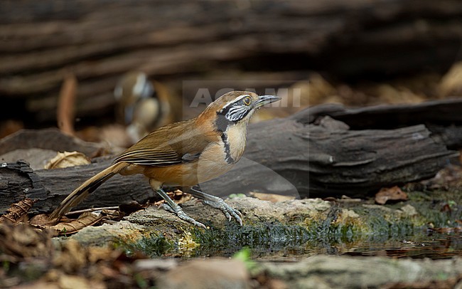 Greater Necklaced Laughingthrush (Pterorhinus pectoralis) at Kaeng Krachan National Park, Thailand stock-image by Agami/Helge Sorensen,