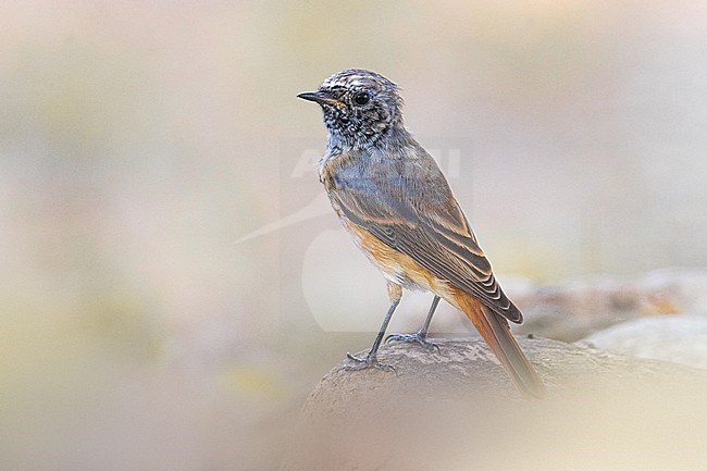 Male Common Redstart, Phoenicurus phoenicurus, in Italy. stock-image by Agami/Daniele Occhiato,