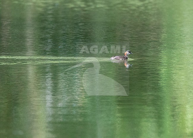 Madagascan Grebe (Tachybaptus pelzelnii) in a freshwater lake near Perinet, Madagascar. Adult swimming on a green colored forest pond. stock-image by Agami/Marc Guyt,