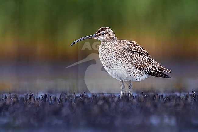 Eurasian Whimbrel, Numenius phaeopus, in Italy. stock-image by Agami/Daniele Occhiato,