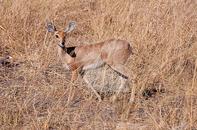 Portrait of a female steenbok, Raphicerus campestris. Savuti, Chobe National Park, Botswana. stock-image by Agami/Sergio Pitamitz,