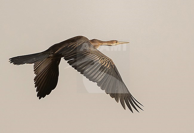 African Darter (Anhinga rufa) at Djoudj NP, Senegal stock-image by Agami/Eduard Sangster,