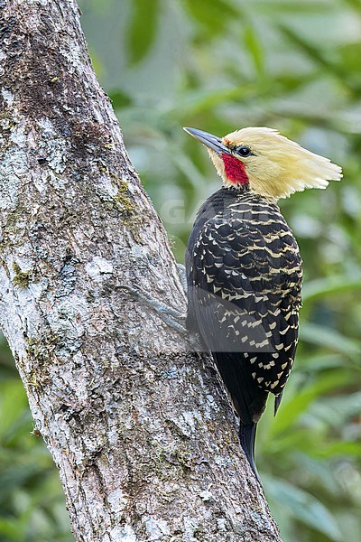 Blond-crested Woodpecker (Celeus flavescens) perched on a branch in the Atlantic Rainforest of Brazil. stock-image by Agami/Glenn Bartley,
