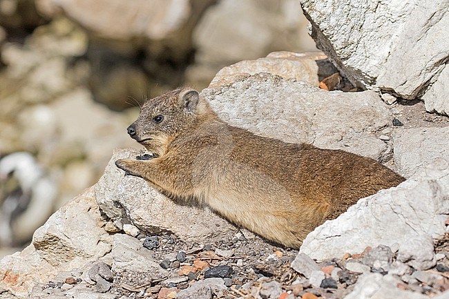 Rock hyrax (Procavia capensis) in South Africa. Also called dassie, doop or Cape hyrax. stock-image by Agami/Pete Morris,