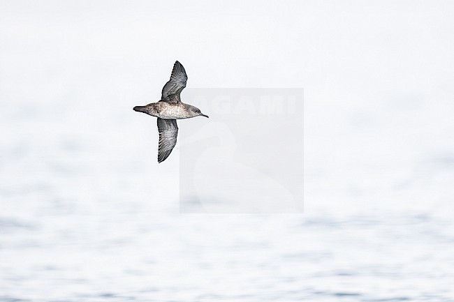  stock-image by Agami/Menno van Duijn,