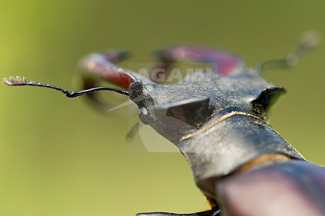 Vliegend hert close up van de kaken, Stag beetle closeup of the mandibels stock-image by Agami/Rob de Jong,