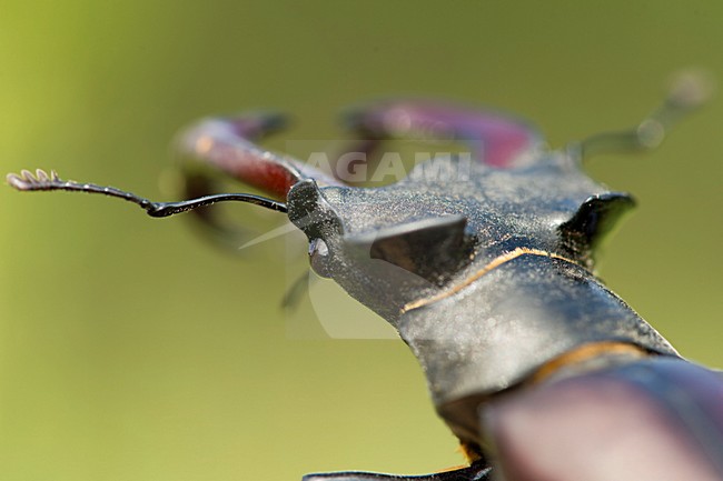 Vliegend hert close up van de kaken, Stag beetle closeup of the mandibels stock-image by Agami/Rob de Jong,
