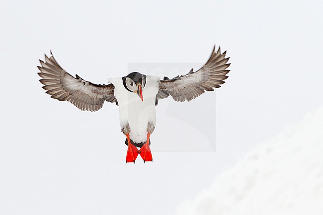 Atlantic Puffin (Fratercula arctica) landing on a snow covered hill in arctic Norway. stock-image by Agami/Danny Green,