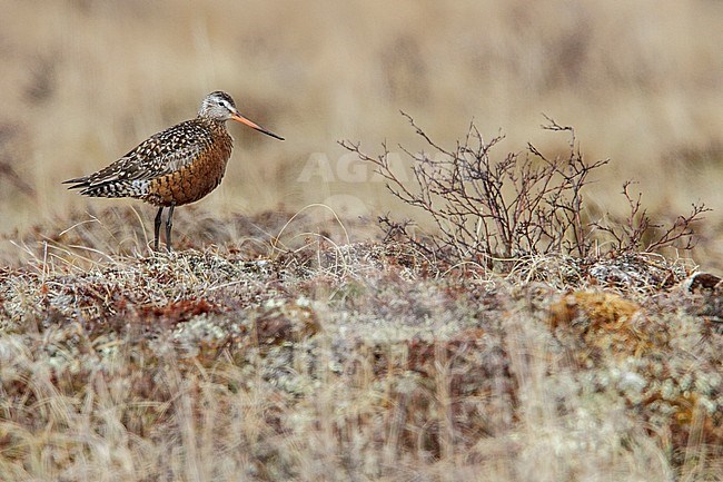 Rode Grutto, Hudsonian Godwit stock-image by Agami/Glenn Bartley,