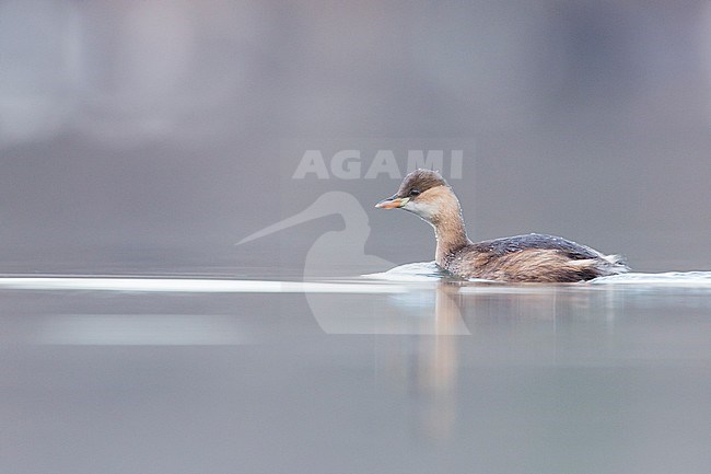 Little Grebe - Zwergtaucher - Tachybaptus ruficollis ssp. ruficollis, France, adult winter plumage stock-image by Agami/Ralph Martin,