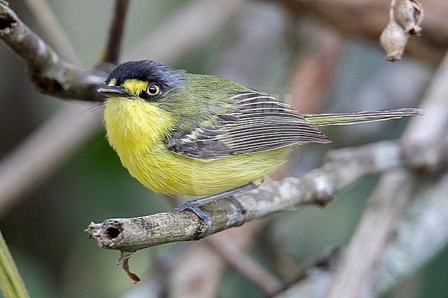 Yellow-lored Tody-Flycatcher (Todirostrum poliocephalum) at REGUA, Cachoeiras de Macacu, RJ, Brazil. stock-image by Agami/Tom Friedel,