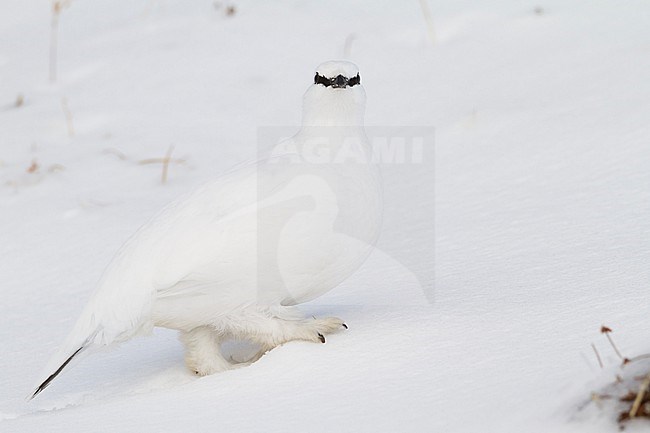 Rock Ptarmigan - Alpenschneehuhn - Lagopus muta ssp. helvetica, Germany, adult male, winter plumage stock-image by Agami/Ralph Martin,