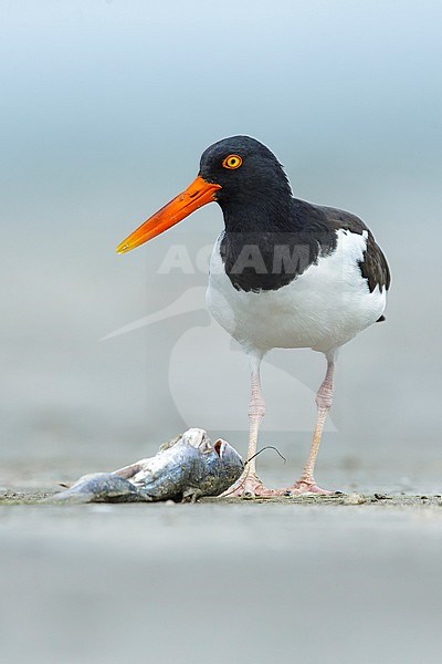Adult American Oystercatcher (Haematopus palliatus) foraging on a dead fish lying on a sandy beach in Galveston County, Texas, USA. stock-image by Agami/Brian E Small,