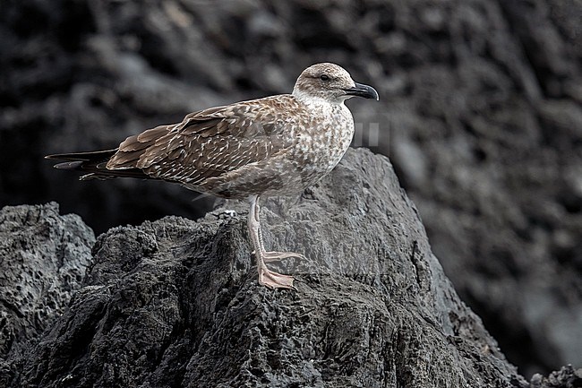 First winter Azores Yellow-legged Gull (Larus michahellis atlantis) aka Atlantic Gull flying perched on a rock in old harbour, Corvo, Azores, Portugal. stock-image by Agami/Vincent Legrand,