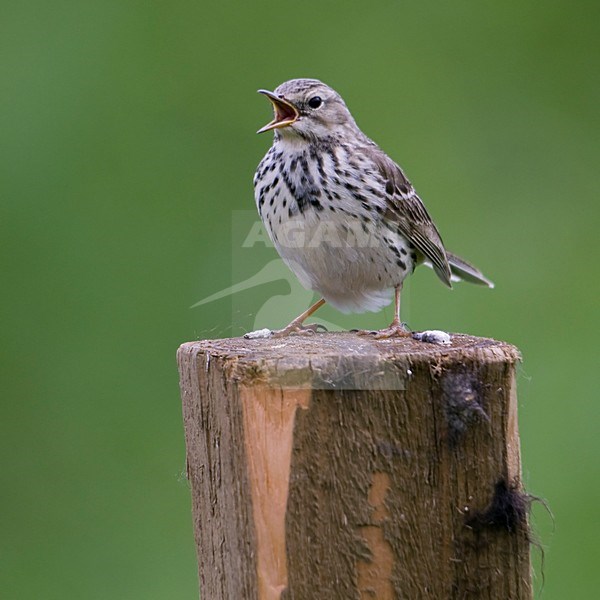 Graspieper zingend op paal; Meadow Pipit singing from a pole stock-image by Agami/Han Bouwmeester,