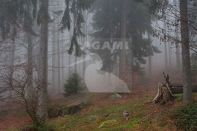 A gray wolf, Canis lupus, walking in the forest in a misty day. Bayerischer Wald National Park has a 200ha area with huge wildlife enclosures with some shy animals like wolf and lynx difficult to find in the wild. stock-image by Agami/Sergio Pitamitz,