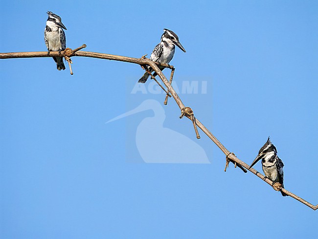 Pied Kingfisher, Ceryle rudis stock-image by Agami/Hans Germeraad,