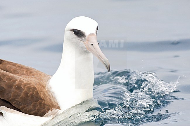 Laysanalbatros; Laysan Albatross stock-image by Agami/Marc Guyt,