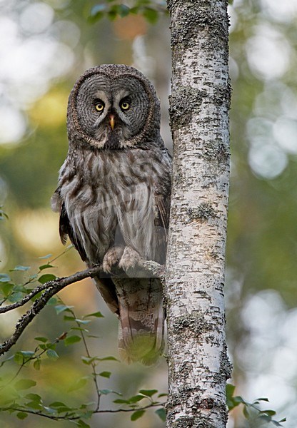 Laplanduil zittend op een tak; Great Grey Owl perched on branch stock-image by Agami/Markus Varesvuo,