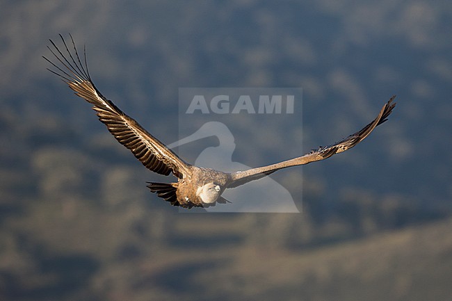 Eurasian Griffon Vulture - Gänsegeier - Gyps fulvus ssp. fulvus, Spain, adult stock-image by Agami/Ralph Martin,