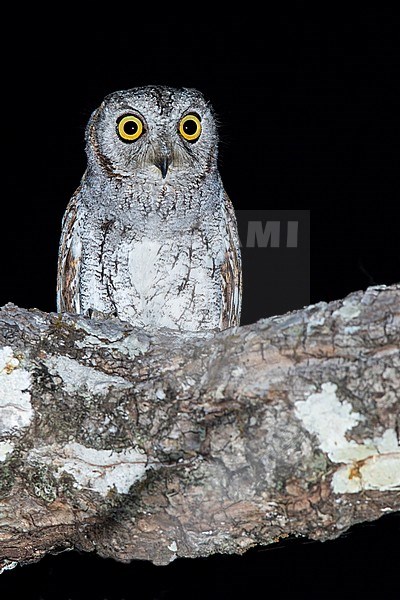 Oosterse Dwergooruil zittend in boom; Oriental Scops-Owl perched in tree stock-image by Agami/Dubi Shapiro,