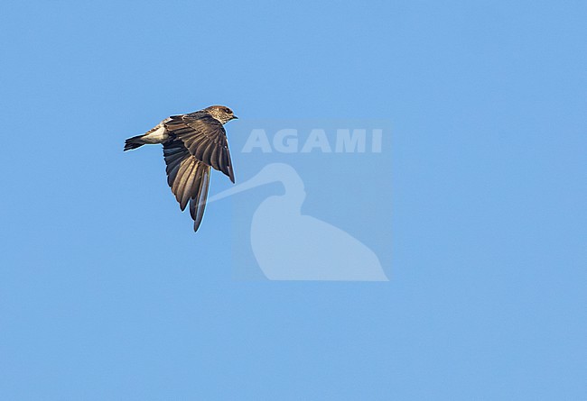 Second calendar year Streak-throated swallow (Petrochelidon fluvicola) in Gujarat, India. stock-image by Agami/Marc Guyt,