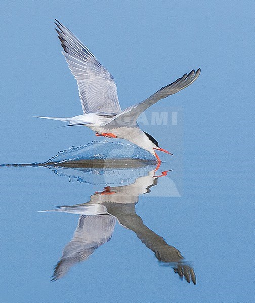 Adult Common Tern (Sterna hirundo) drinking water from a blue colored freswater lake near Skala Kalloni on the island of Lesvos, Greece. stock-image by Agami/Marc Guyt,