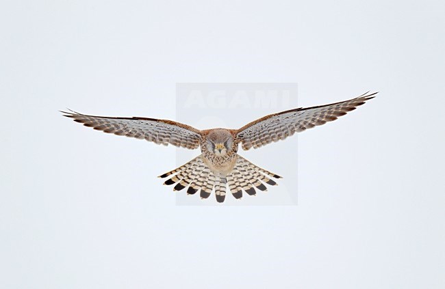 Vliegende, biddende Torenvalk in onderaanzicht; Flying, hovering Common Kestrel stock-image by Agami/Ran Schols,