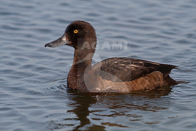 Tufted Duck, Kuifeend, Aythya fuligula, Iceland, adult female stock-image by Agami/Ralph Martin,