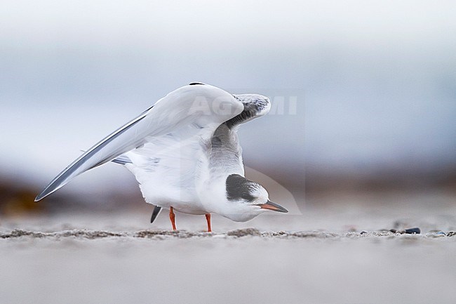 Common Tern - Flussseeschwalbe - Sterna hirundo ssp. hirundo, Germany, 1st cy stock-image by Agami/Ralph Martin,