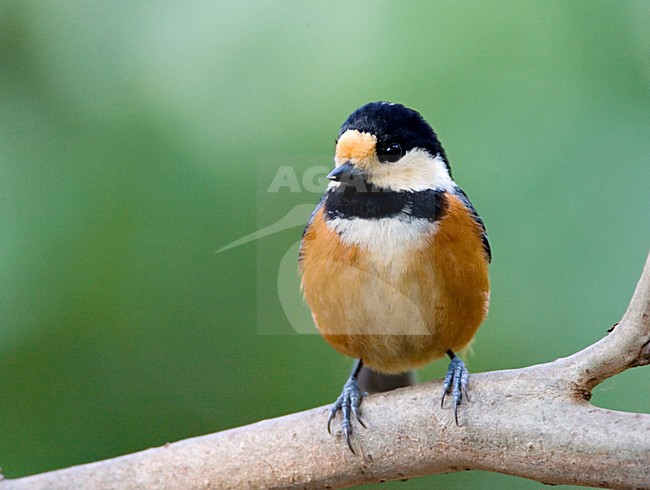 Varied Tit adult perched on a branch; Bonte Mees volwassen zittend op een tak stock-image by Agami/Marc Guyt,