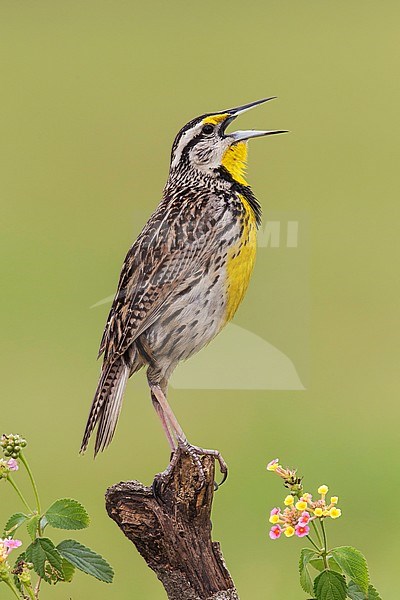 Adult singing male Eastern Meadowlark (Sturnella magna) in breeding plumage during spring season, in Galveston County, Texas, USA. stock-image by Agami/Brian E Small,