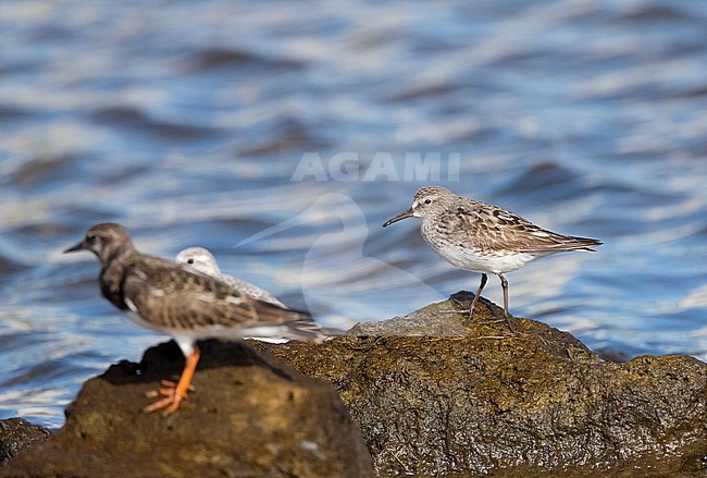 White-rumped Sandpiper (Calidris fuscicollis) on the Azores during late August. Adult moulting to winter plumage. stock-image by Agami/Marc Guyt,