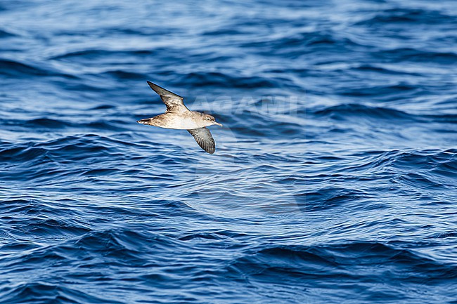  stock-image by Agami/Menno van Duijn,