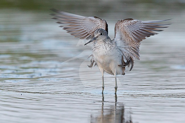 Greenshank, Adult, Bathing, Campania, Italy (Tringa nebularia) stock-image by Agami/Saverio Gatto,