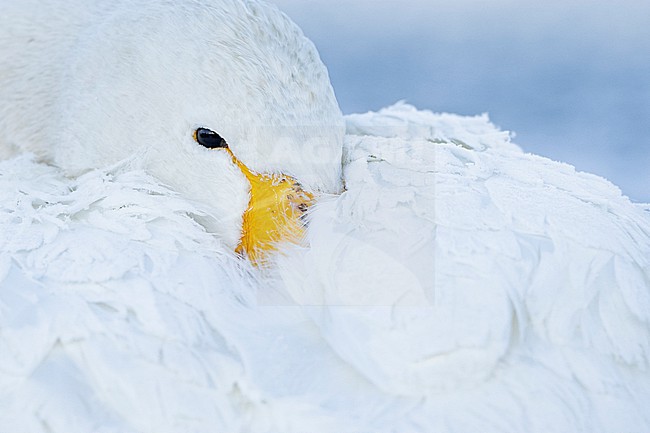 Whooper Swan (Cygnus cygnus) in winter surronding. stock-image by Agami/Marcel Burkhardt,