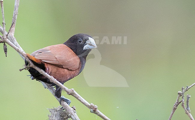 Chestnut Munia (Lonchura atricapilla) perched on a branch stock-image by Agami/Ian Davies,